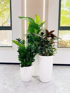 镇海花木摆放方案-慈溪办公室花卉租赁-鄞州植物摆放技巧-余姚花卉租赁市场